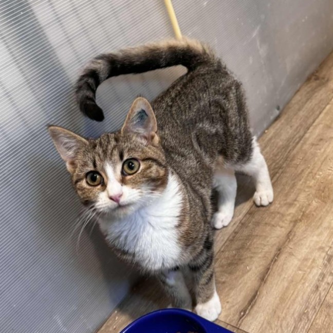 Photo of Emily **2nd Chance Cat Rescue**