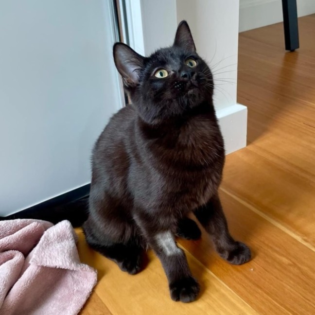 Photo of George   Located In Braybrook