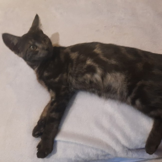 Photo of Odon   Located In Albert Park