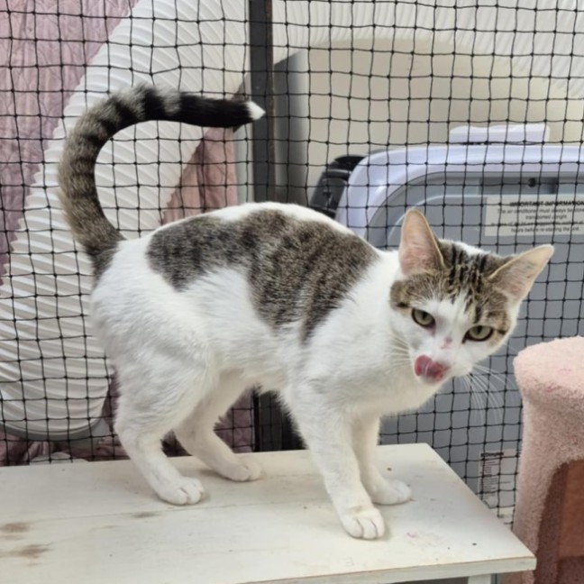 Photo of Rasha **2nd Chance Cat Rescue**