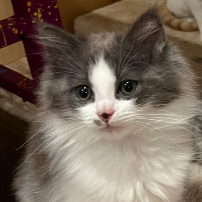 Photo of Dill Pickle