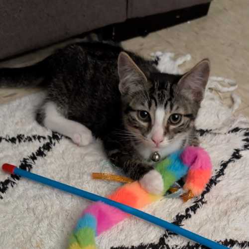 Loki - Domestic Short Hair (DSH) Cat