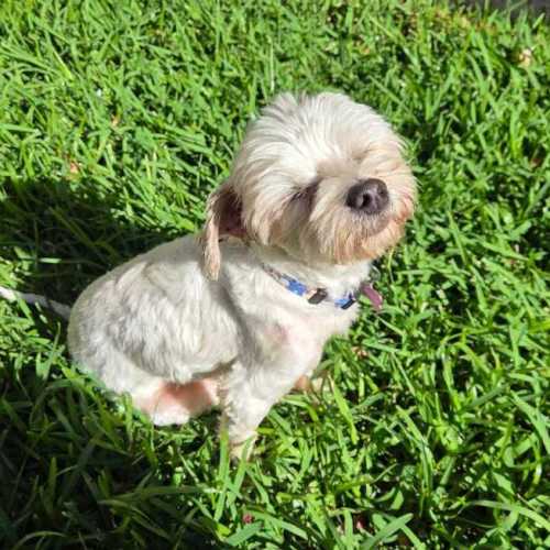 Bravo - Maltese Dog