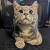 Photo of Sir Percival