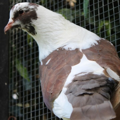 Tilly  -  Bird