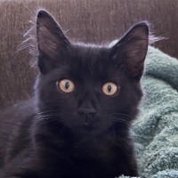 Photo of Capote ^^Dandy Cat Rescue^^