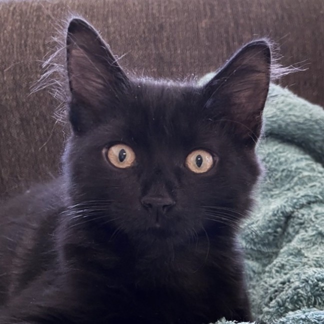 Photo of Capote ^^Dandy Cat Rescue^^