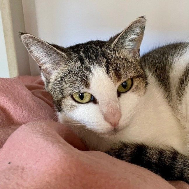 Photo of Queen Croissant