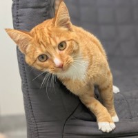 Photo of Lady Marmalade
