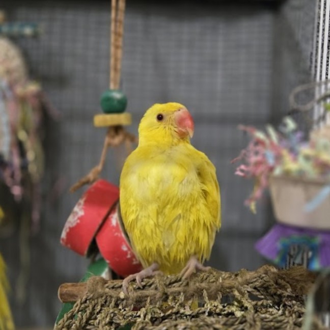 Photo of Bananoah & Rowan