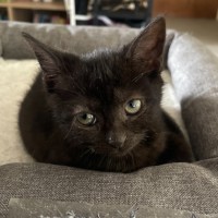 Photo of Muffin🧁
