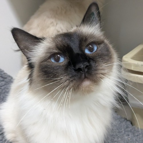 🪼 Chloe 6924 🪼 - Ragdoll Cat