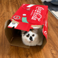 Photo of Willow