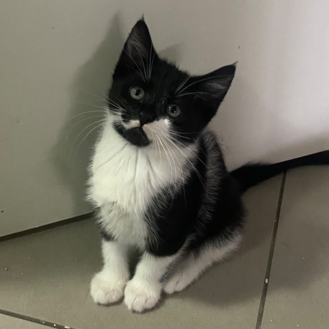 Photo of Harmonia **2nd Chance Cat Rescue**