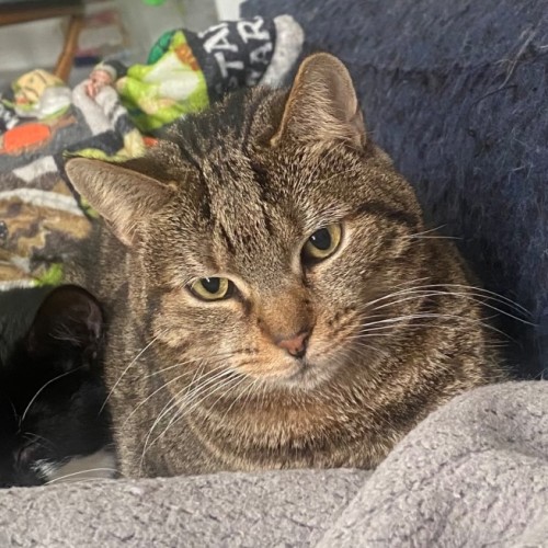 Eadwulf **2nd Chance Cat Rescue** - Domestic Short Hair (DSH) Cat