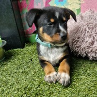 Photo of D1122 Archie