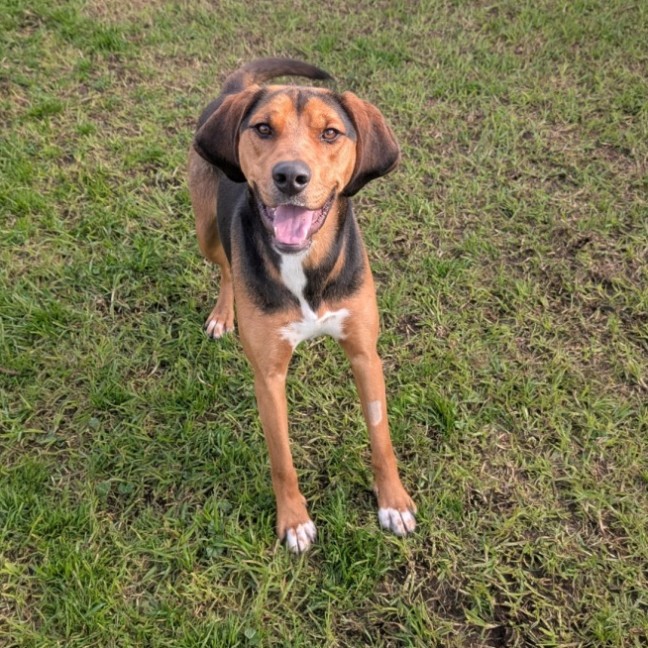 Photo of Boxer