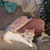 Photo of Jackson ^^Dandy Cat Rescue^^