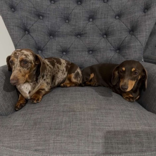 Photo of Marley And Truffles