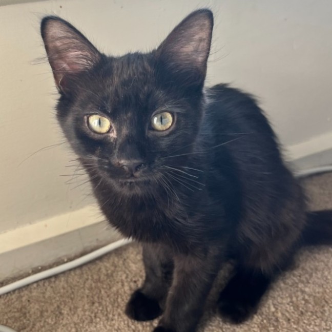 Photo of Monkey 🐒💙 *9 Lives Project Rescue*