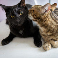 Photo of Schwartz & Aella