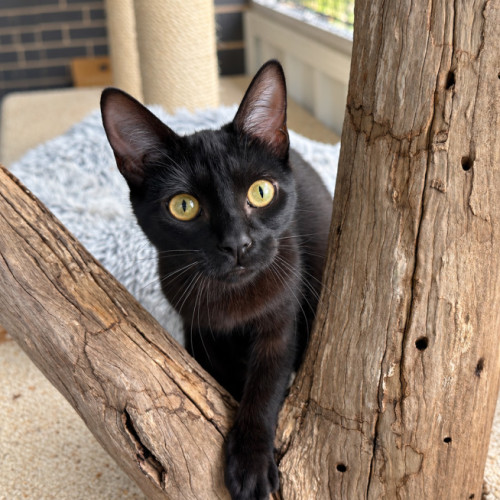 Sabrina - Domestic Short Hair (DSH) Cat