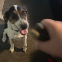 Photo of Poppy 