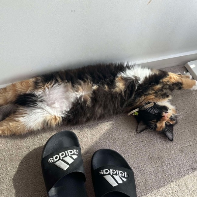 Photo of Chip & Dale