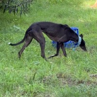 Photo of Smiley, The Greyhound