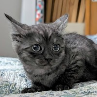 Photo of Pippin