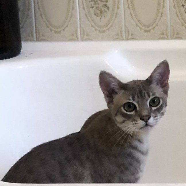 Photo of Basil
