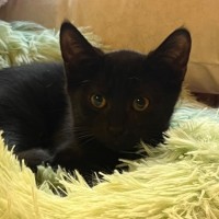 Photo of Penny