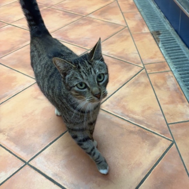 Photo of Stripey