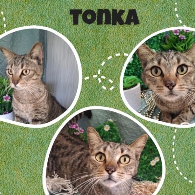 Photo of Tonka