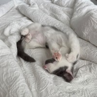 Photo of Magnus And Atlas