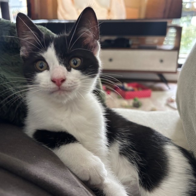 Photo of Squeaky Girl