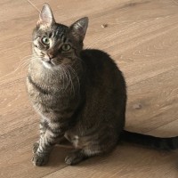 Photo of Juniper