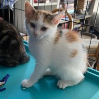 Photo of Jinx **2nd Chance Cat Rescue**
