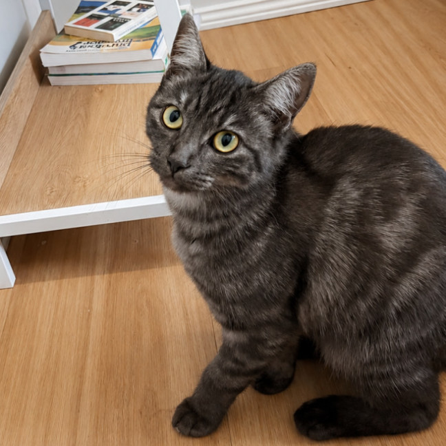 Photo of Poppy