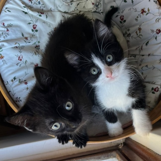 Photo of Winston