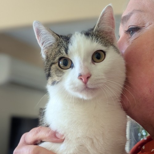 Romeo - Domestic Short Hair (DSH) Cat