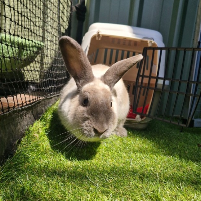 Photo of Muffin