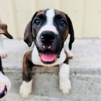 Photo of Clam Chowder