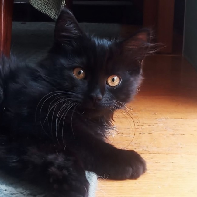 Photo of Bishop ^^Dandy Cat Rescue^^