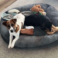 Photo of Little Drummer Boy