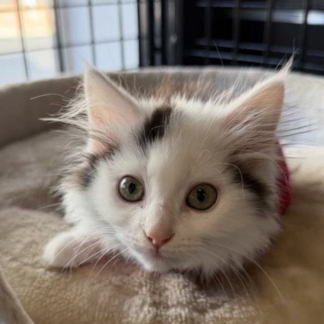 Photo of Meringue