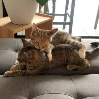 Photo of Sophia & Coco