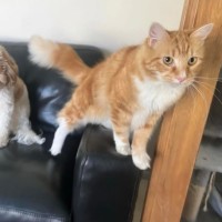 Photo of Oscar