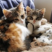 Photo of Apollo And Artemis