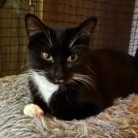 Photo of Zala ** 2nd Chance Cat Rescue **